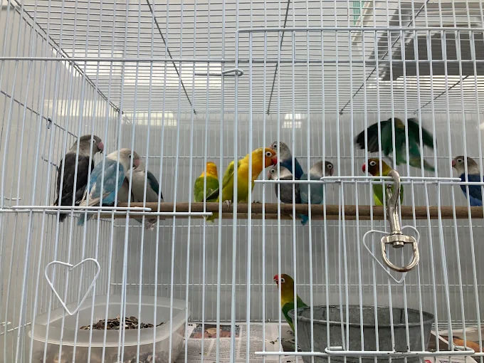 chicago-pet-store-2