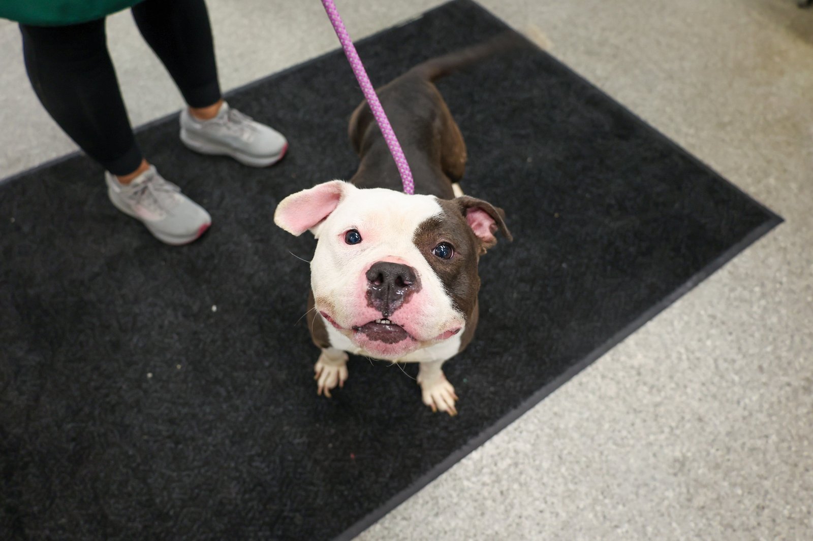 paws-chicago-1